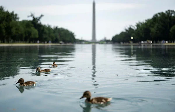 Trump threatens prison for damage to Washington Reflecting Pool
