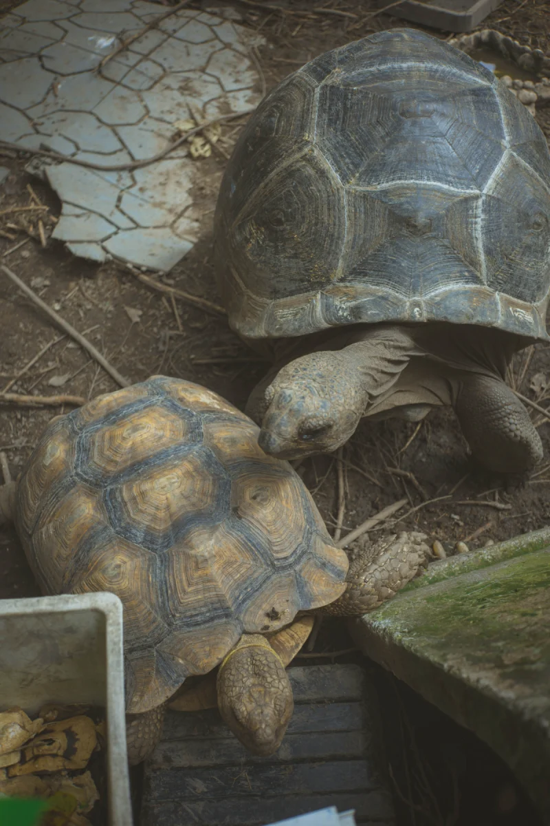 His animal collection includes species such as Aldabra tortoises and leopard tortoises.