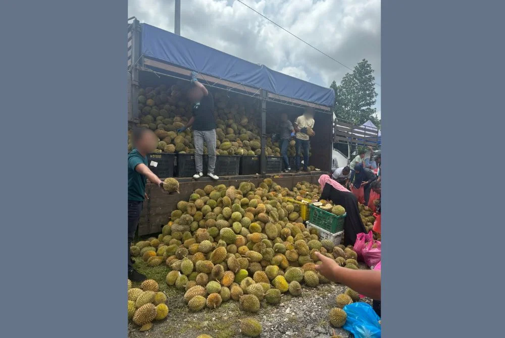 durian Durian season brings RM2 fruit per kilogram windfall in Malaysia