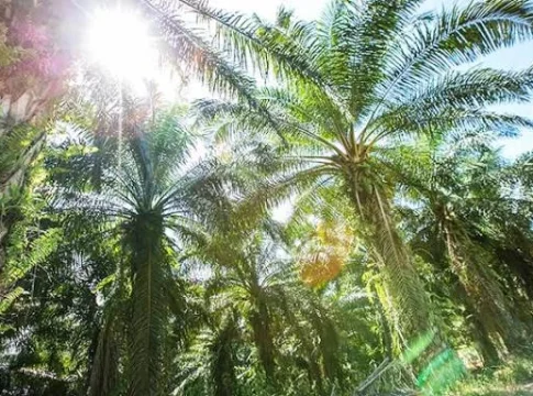 EWOG commences rehabilitation exercise following planter approval