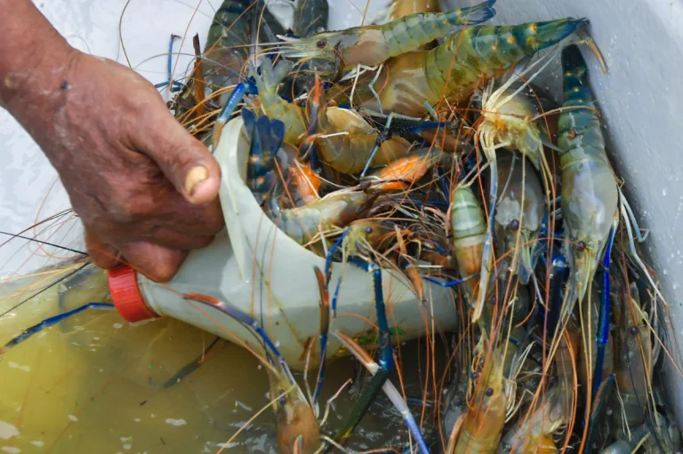 Thailand may raise shrimp import ban with Malaysia at WTO, ASEAN