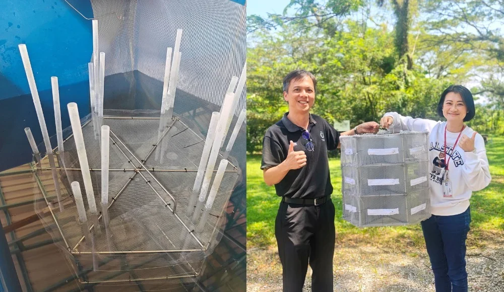UTAR researchers develop patented cage technology to boost prawn farming productivity
