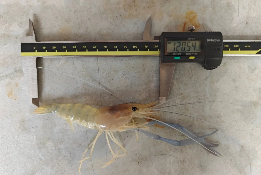 UTAR researchers develop patented cage technology to boost prawn farming productivity UTAR researchers develop patented cage technology to boost prawn farming productivity