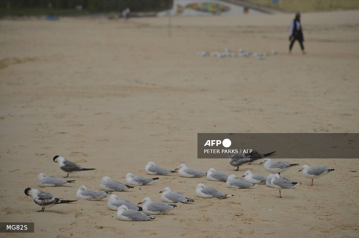 H5 bird flu found in Australian seabird for first time H5 bird flu found in Australian seabird for first time
