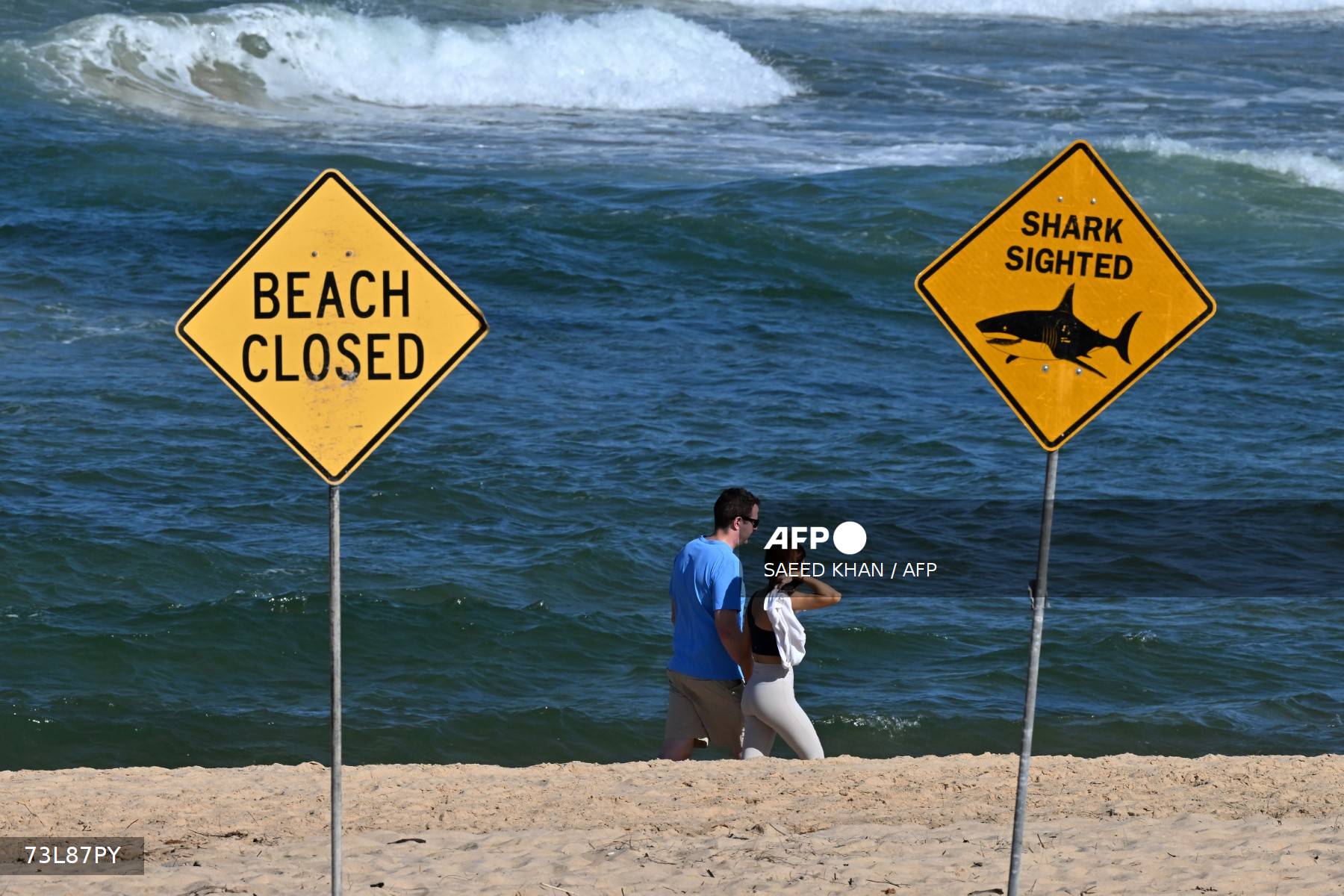 Sydney drone patrols spot sharks 73 times in two days Sydney drone patrols spot sharks 73 times in two days