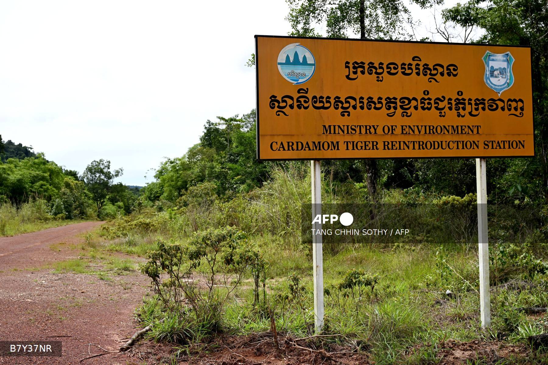 Tigers could return to Cambodia after decades Tigers could return to Cambodia after decades