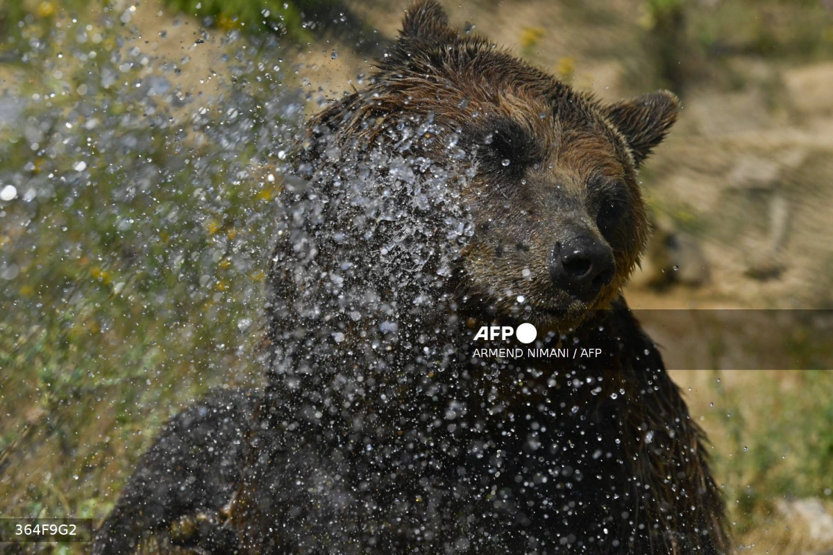 Bear spray mishap at Japan post office hospitalises five Bear spray mishap at Japan post office hospitalises five