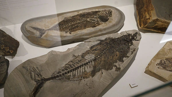 DENMARK-HERITAGE-CLIFFS Danish fish fossil cliffs set to gain UNESCO status