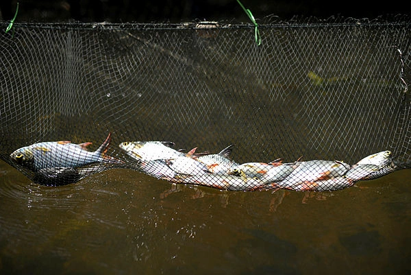 DOF steps up conservation with 32000 fish fry release DOF steps up conservation with 32,000 fish fry release