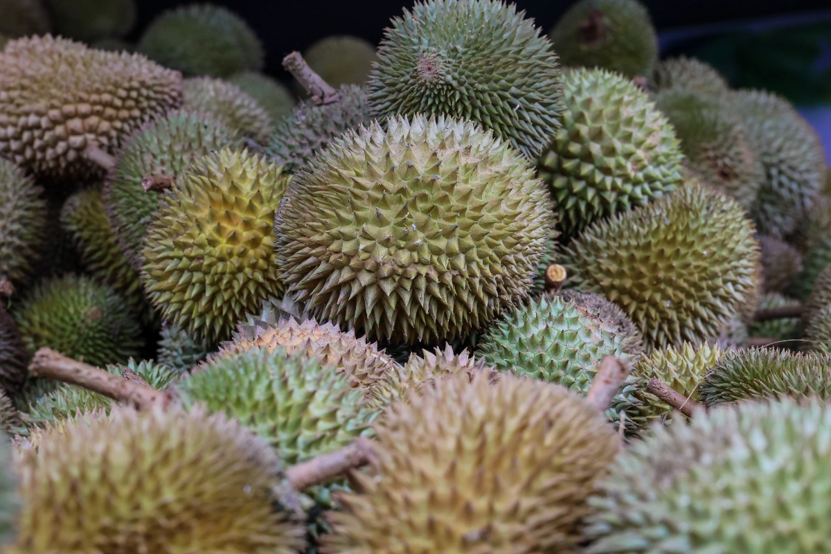 Durian trader forced to discard unsold spoiled fruits Durian trader forced to discard unsold spoiled fruits
