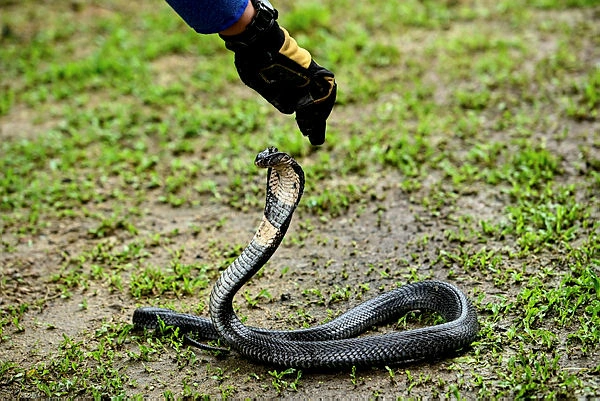 Experts warn of more human-snake encounters during super El Nino Experts warn of more human-snake encounters during super El Nino