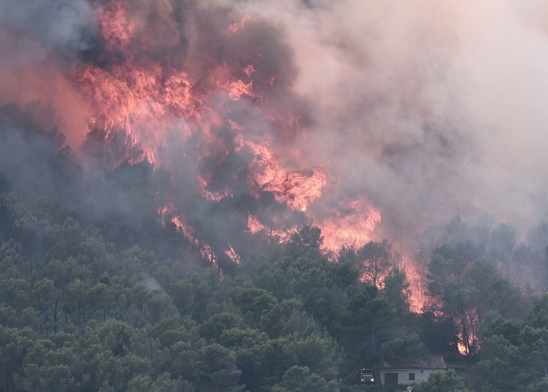 Wildlife face 'catastrophic' losses as France's forests burn