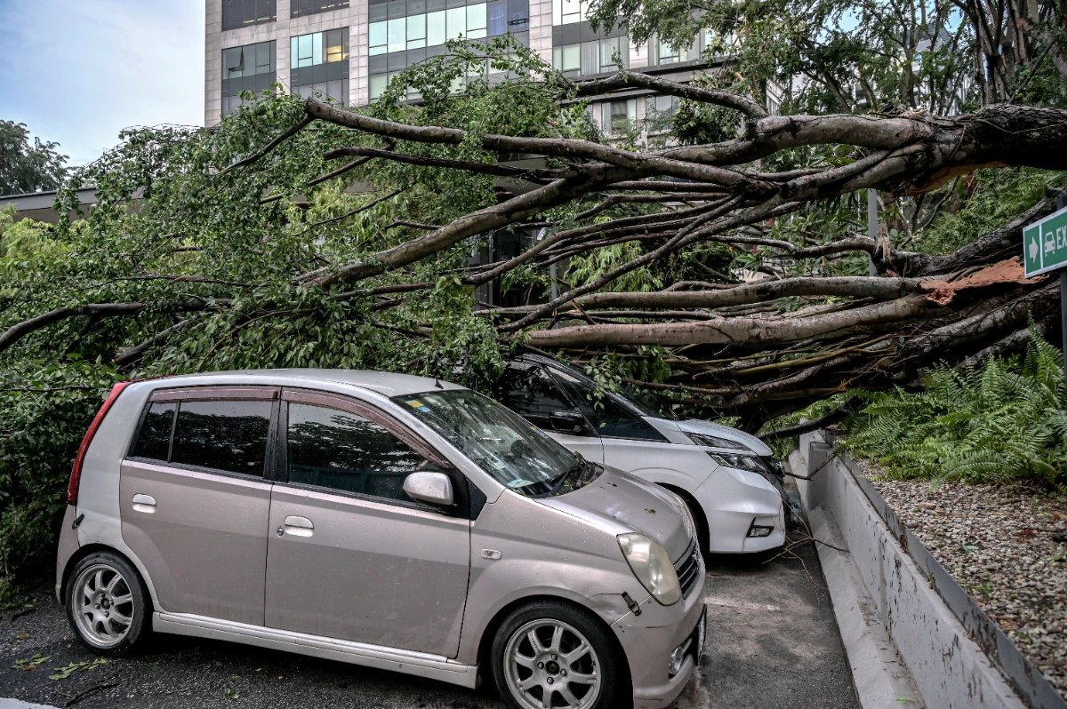 Fatal tree collapse renews calls for stricter monitoring of roadside trees Fatal tree collapse renews calls for stricter monitoring of roadside trees