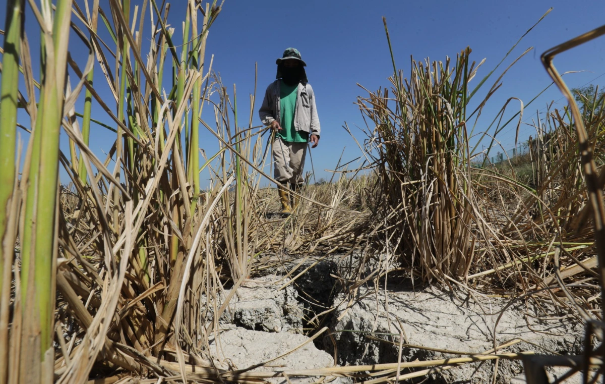 Fertiliser supply to Mada padi farmers delayed after supplier fails to meet deadline Dewan Rakyat told Fertiliser supply to Mada padi farmers delayed after supplier fails to meet deadline, Dewan Rakyat told