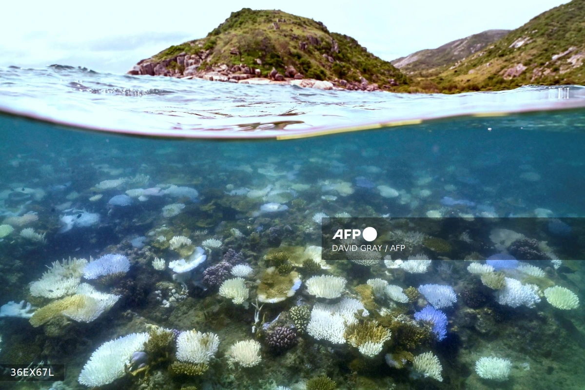 Great Barrier Reef at risk of collapse scientists warn Great Barrier Reef at risk of collapse, scientists warn
