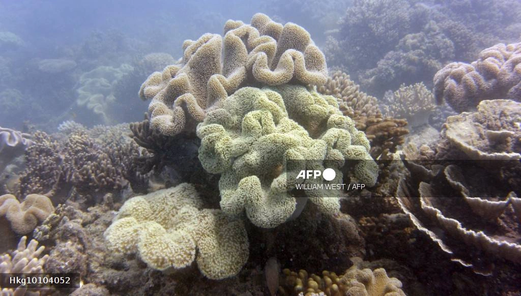 Great Barrier Reef avoids UNESCO in danger listing Great Barrier Reef avoids UNESCO 'in danger' listing
