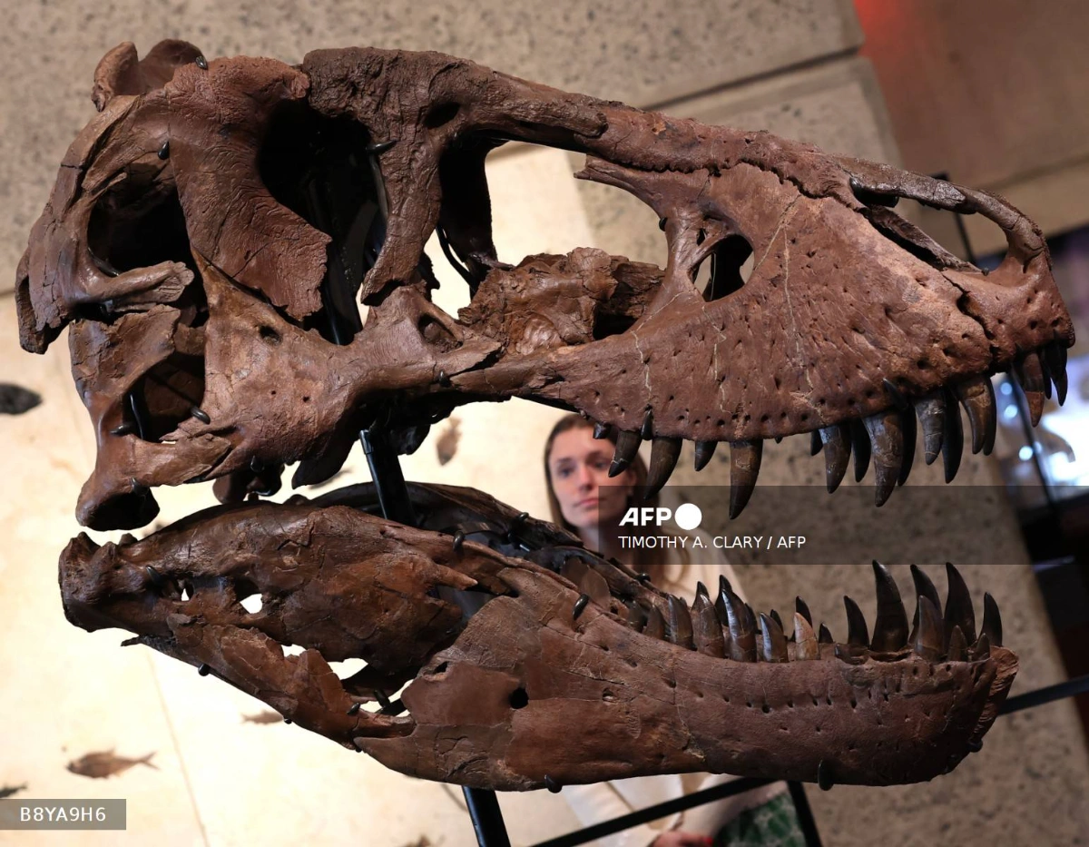 Gus the T. rex goes on display in New York ahead of auction