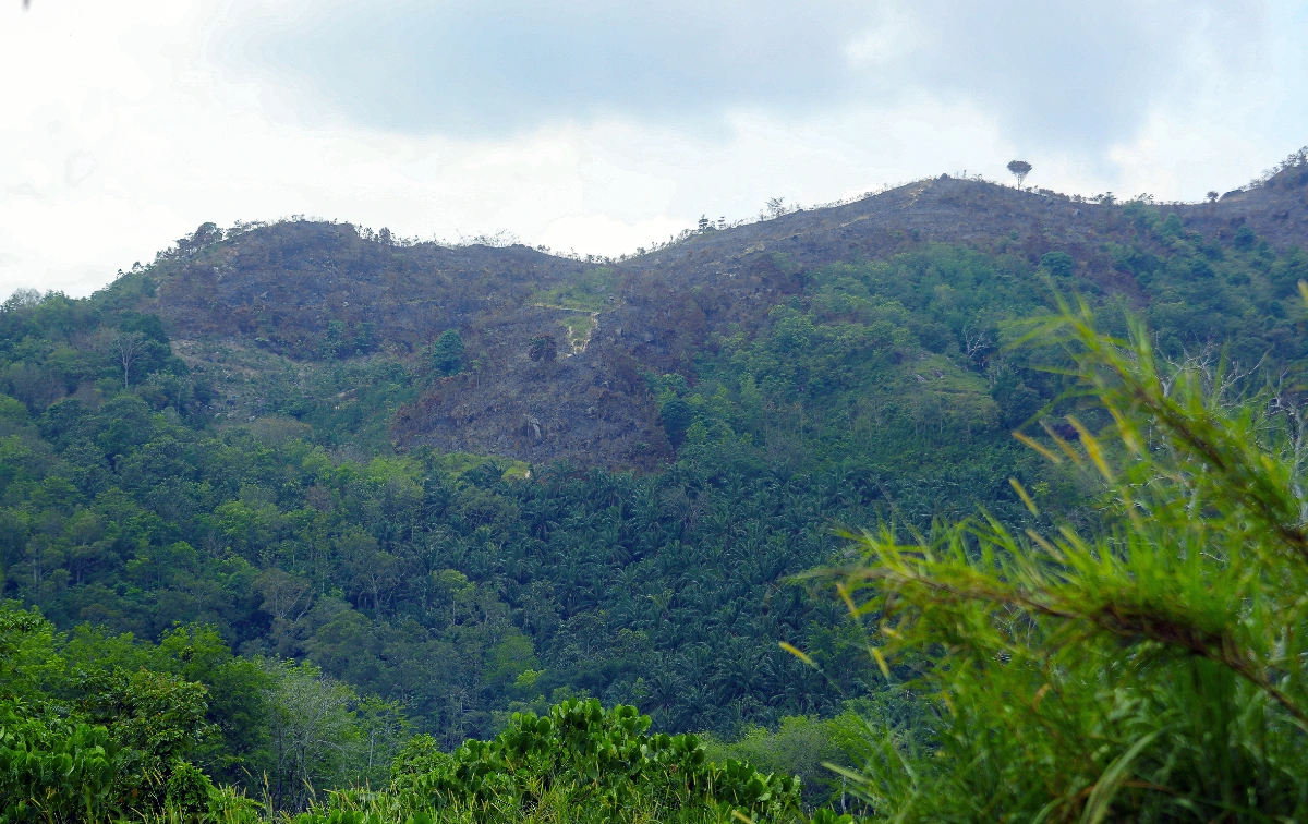 APEC forestry ministers pledge stronger action against illegal logging