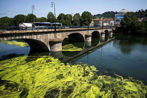 ITALY-WEATHER-CLIMATE-HEATWAVE-ALGAE Algae fed by farm waste carpet Italy's warm River Po
