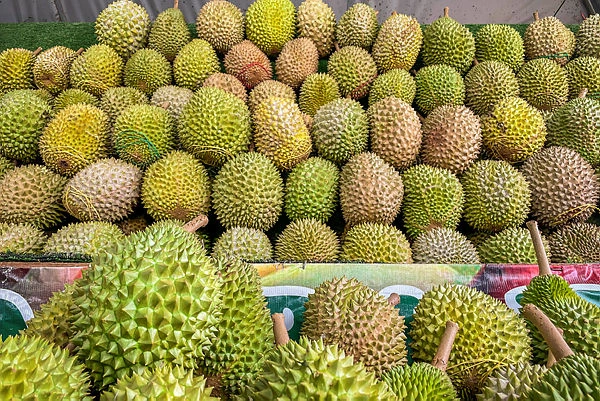 Kelantan tackles durian glut with export and downstream push Kelantan tackles durian glut with export and downstream push