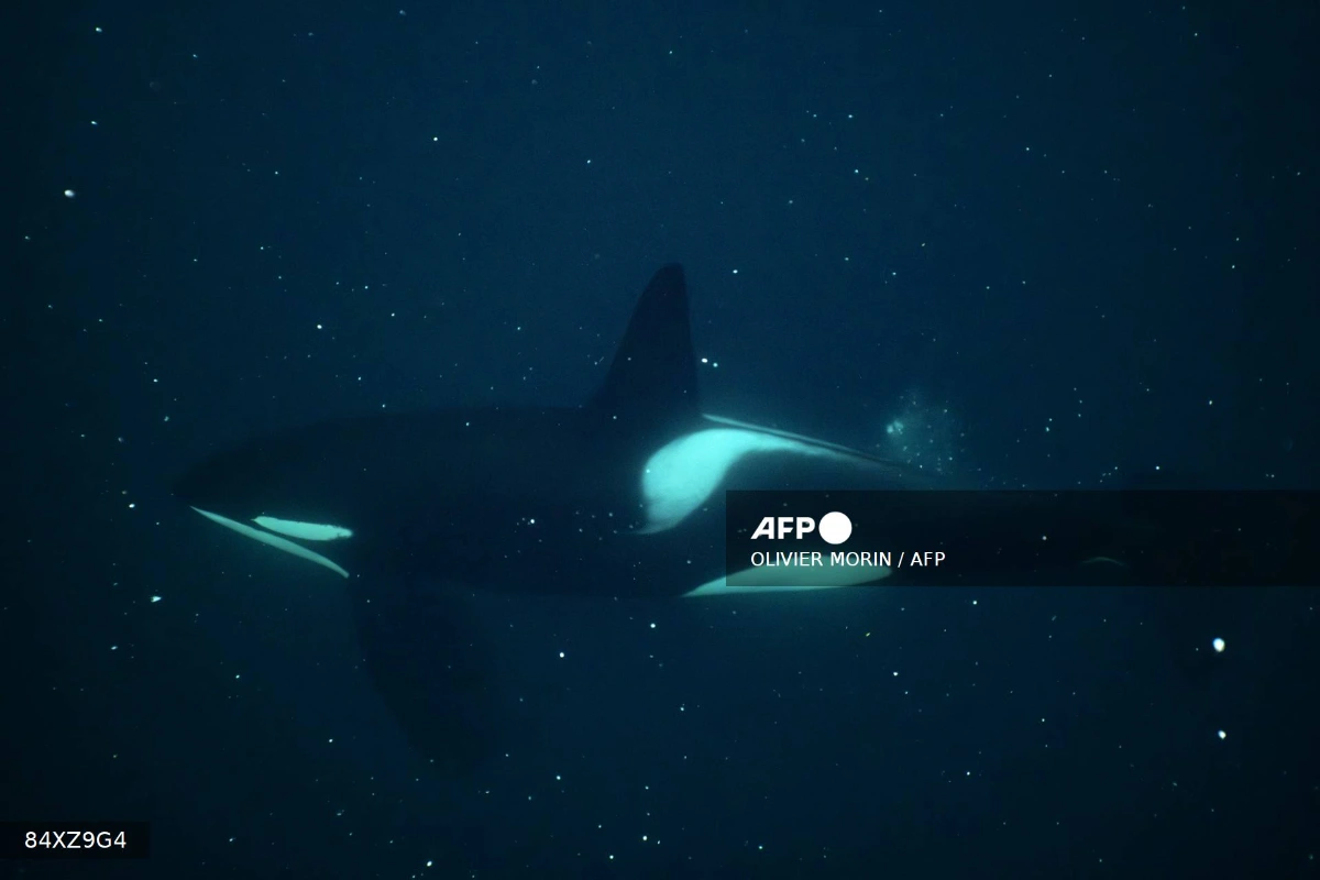 Killer whales blow fish to bits in orca play study Killer whales blow fish to bits in orca play study