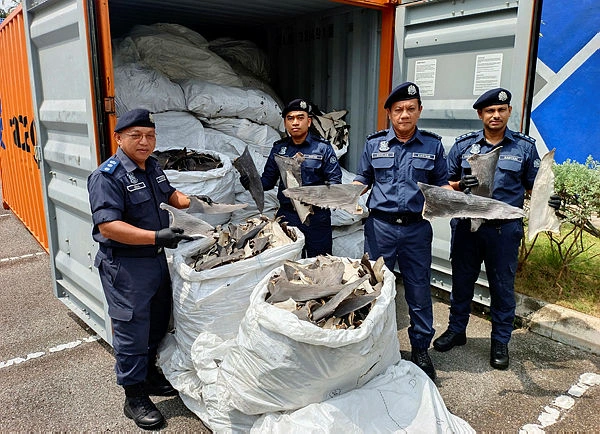 MK06_27072026_KASTAM_SIRIP Melaka customs foils attempt to smuggle RM8.36 million shark fins