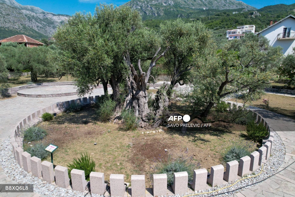Montenegro revives its ancient olive tree Montenegro revives its ancient olive tree