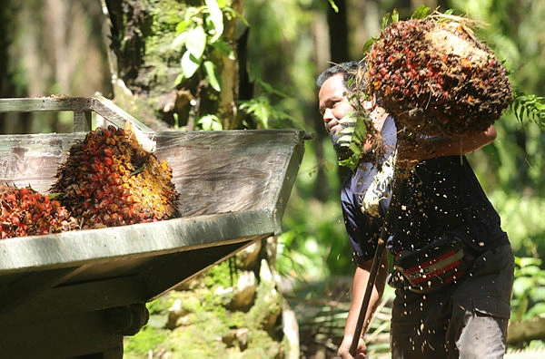 National Biodiesel Programme to use 113m tonnes of palm oil by 2026 National Biodiesel Programme to use 113m tonnes of palm oil by 2026