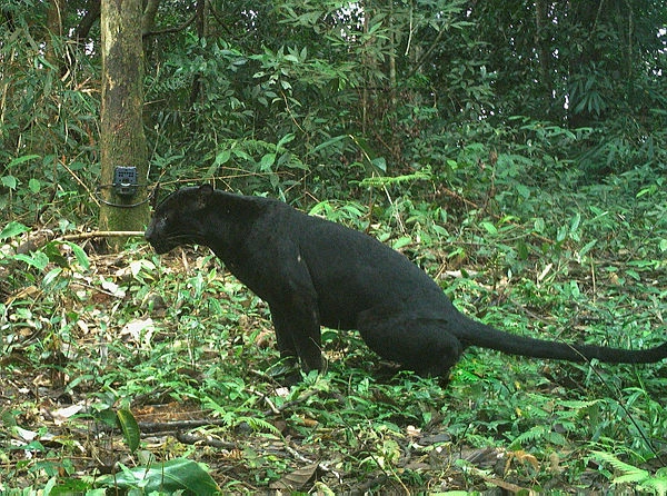 PAGE 5 - WWF COURTESY PIX Black panther sighting alarms workers in Pengkalan Gawi