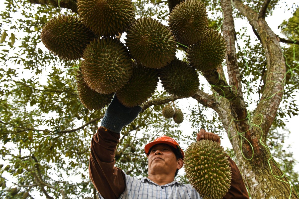 Penang crowns top durian growers at annual competition