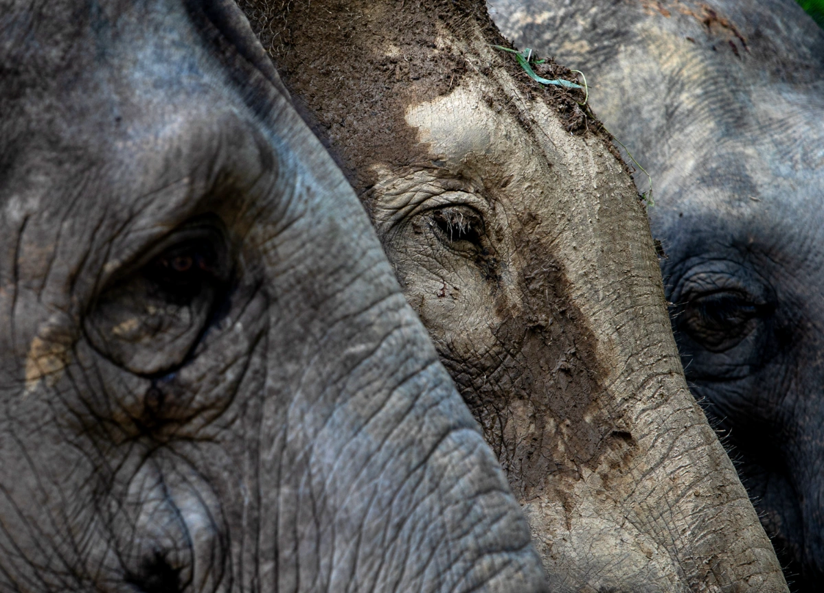 Man attacked by elephant while protecting crops Man attacked by elephant while protecting crops