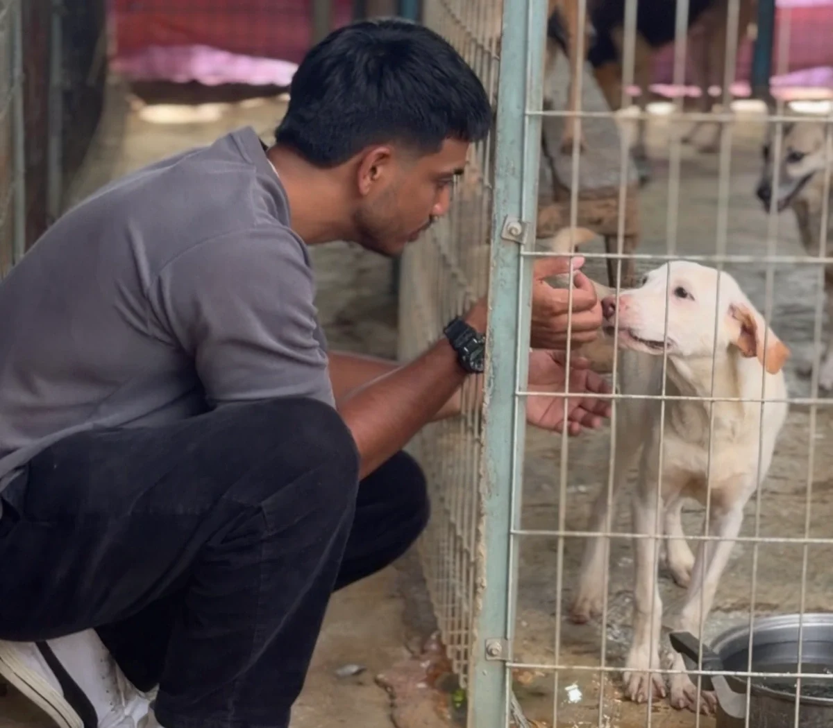 Pawfund for Janaki seeks public support to care for 62 rescued street dogs Pawfund for Janaki seeks public support to care for 62 rescued street dogs