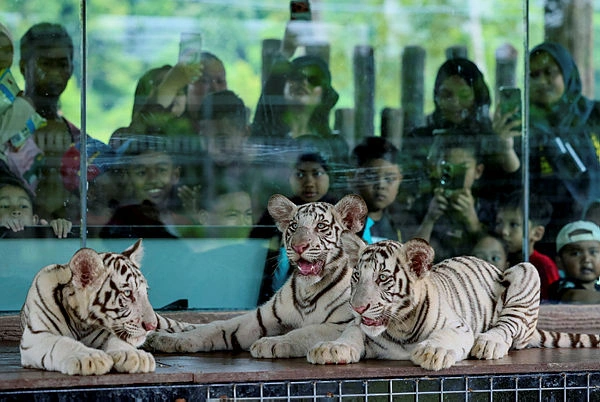 Rare White Bengal tiger triplets unveiled at Kemaman Zoo Rare White Bengal tiger triplets unveiled at Kemaman Zoo
