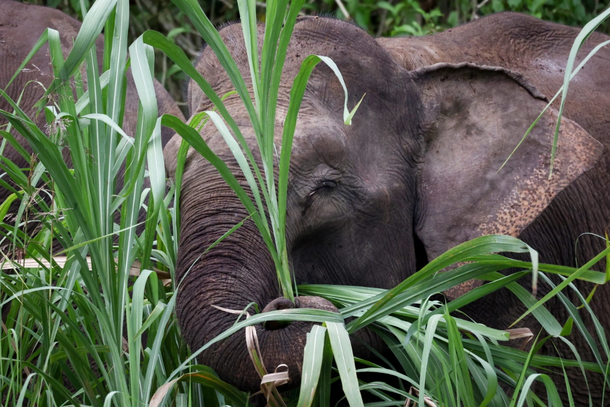 Mother elephant refuses to leave dead calf in Mersing
