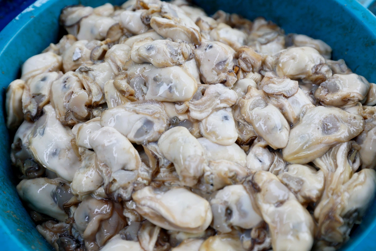 Sungai Muar holds treasure of unique white oyster ecosystem Sungai Muar holds treasure of unique white oyster ecosystem