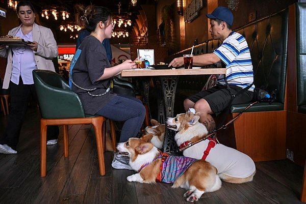 TOPSHOTS-TOPSHOT-HONG_KONG-CHINA-ANIMAL-RESTAURANT Hong Kong welcomes dogs into restaurants, to pet owners' delight