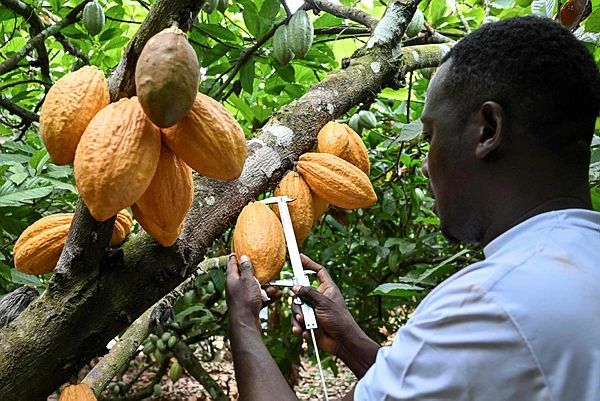 Ivory Coast races to breed a climate-resilient cocoa bean Ivory Coast races to breed a climate-resilient cocoa bean