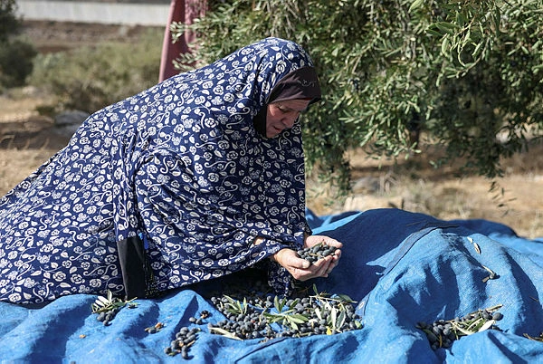 Olive harvest begins in West Bank amid fear of settler raids